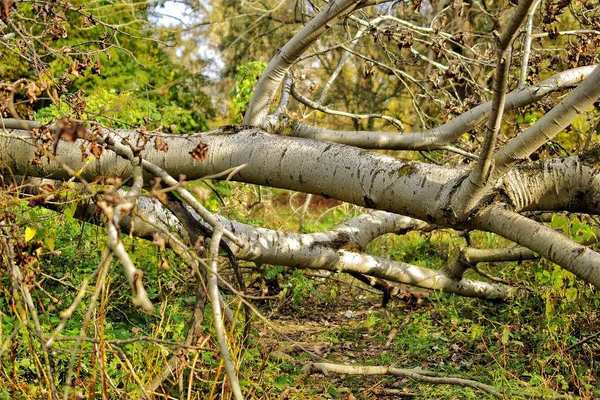 Школа Оренбурга заплатит местному жителю за упавшее на его автомобиль дерево
