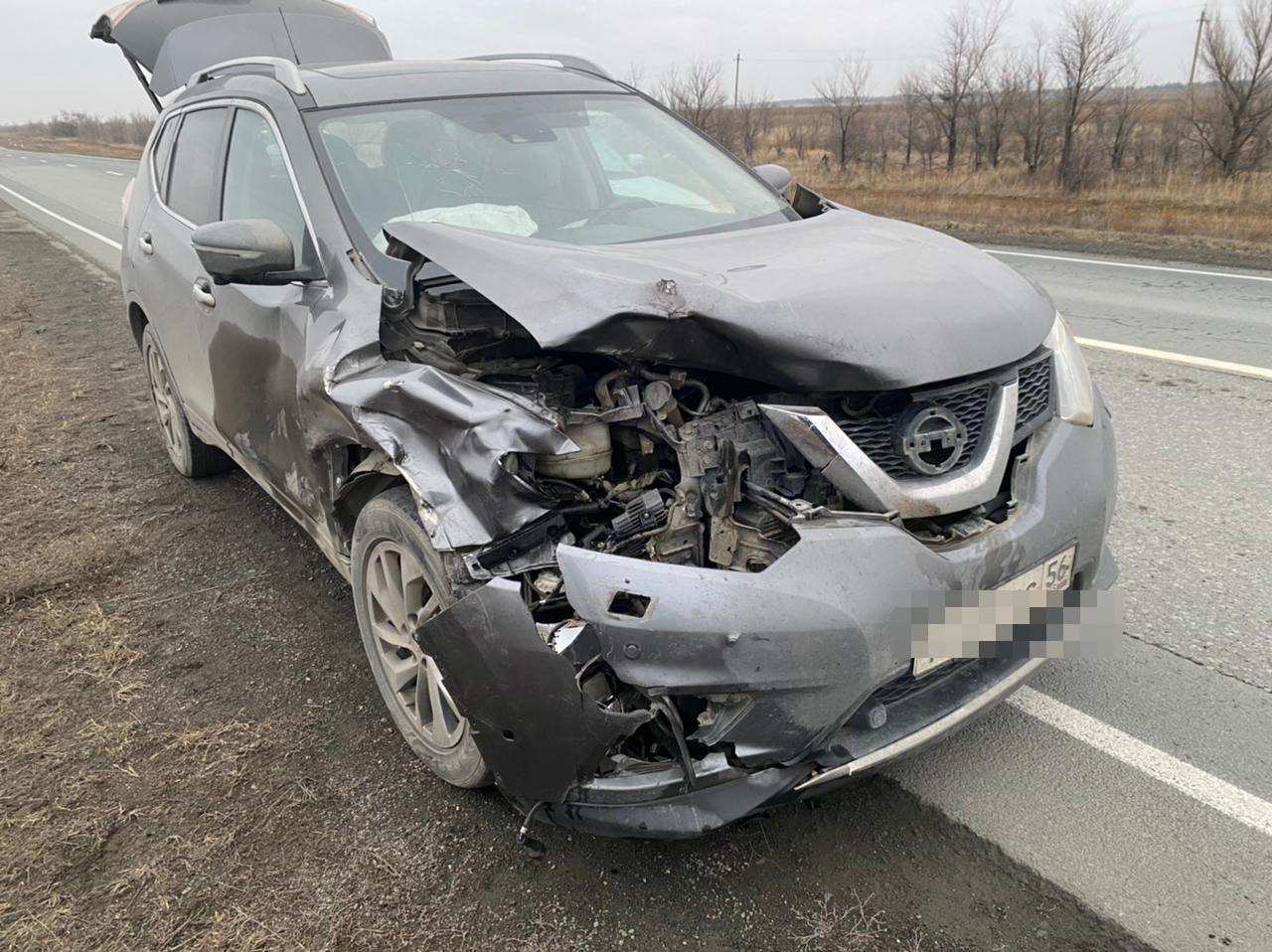 В Новоорском районе водитель Ниссан сбил лося 