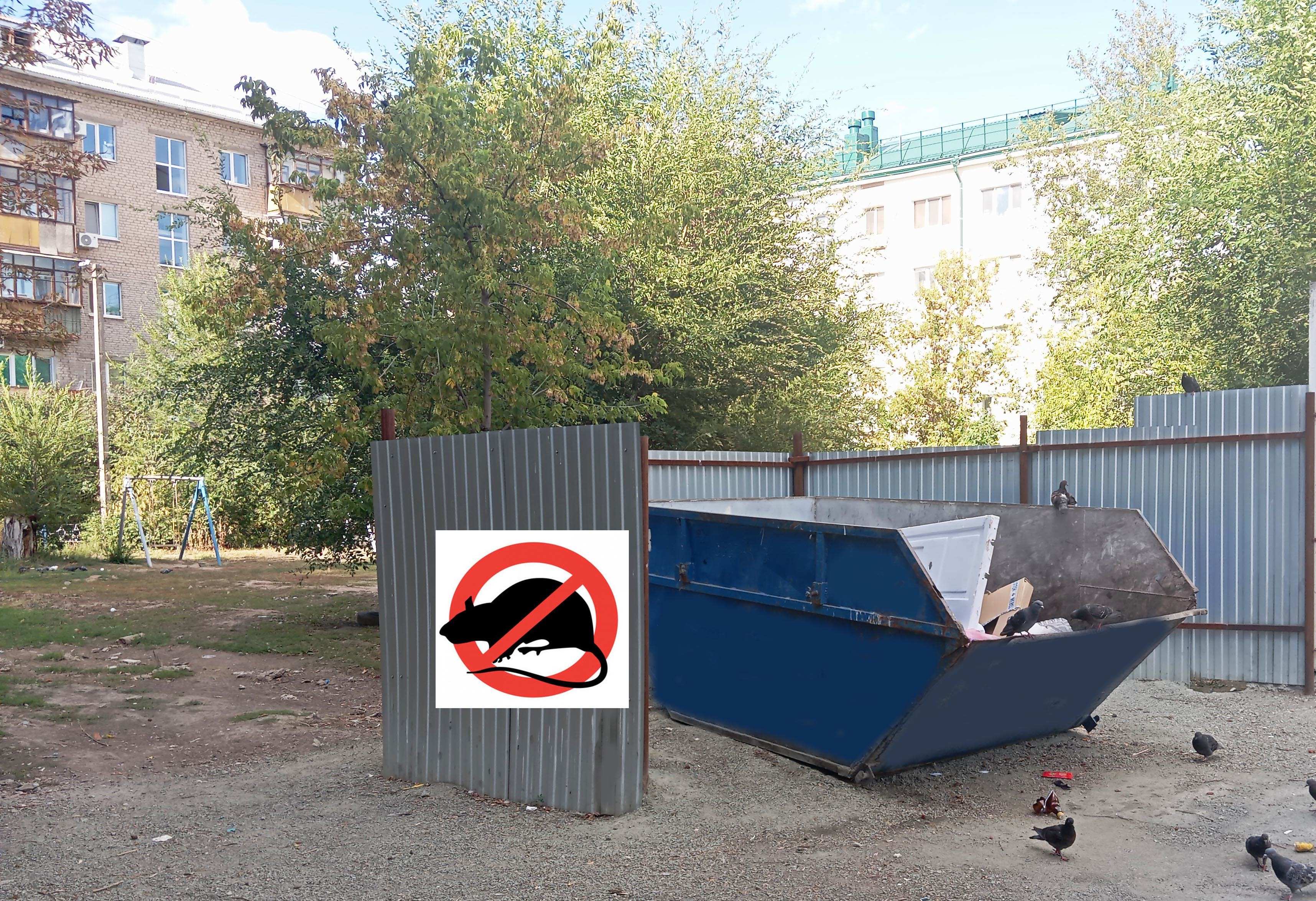 Обработку от мышей и крыс нужно проводить в начале осени 