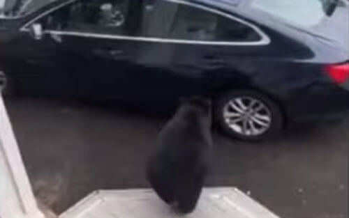 Медведь научился открывать двери и влез в припаркованный автомобиль (ВИДЕО)