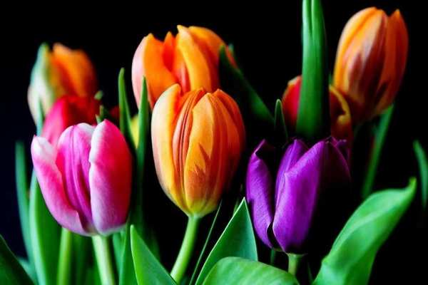Как правильно выбрать цветы к 8 марта?