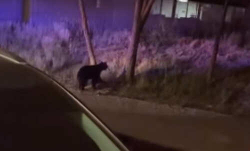В США медведица заперлась в автомобиле и не хотела выходить