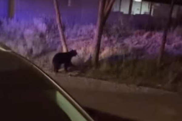 В США медведица заперлась в автомобиле и не хотела выходить