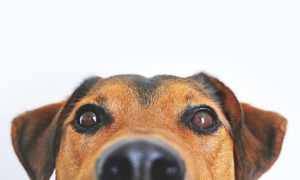 Собак смогут находить по отпечатку носа
