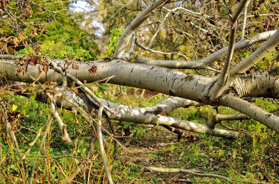 Школа Оренбурга заплатит местному жителю за упавшее на его автомобиль дерево