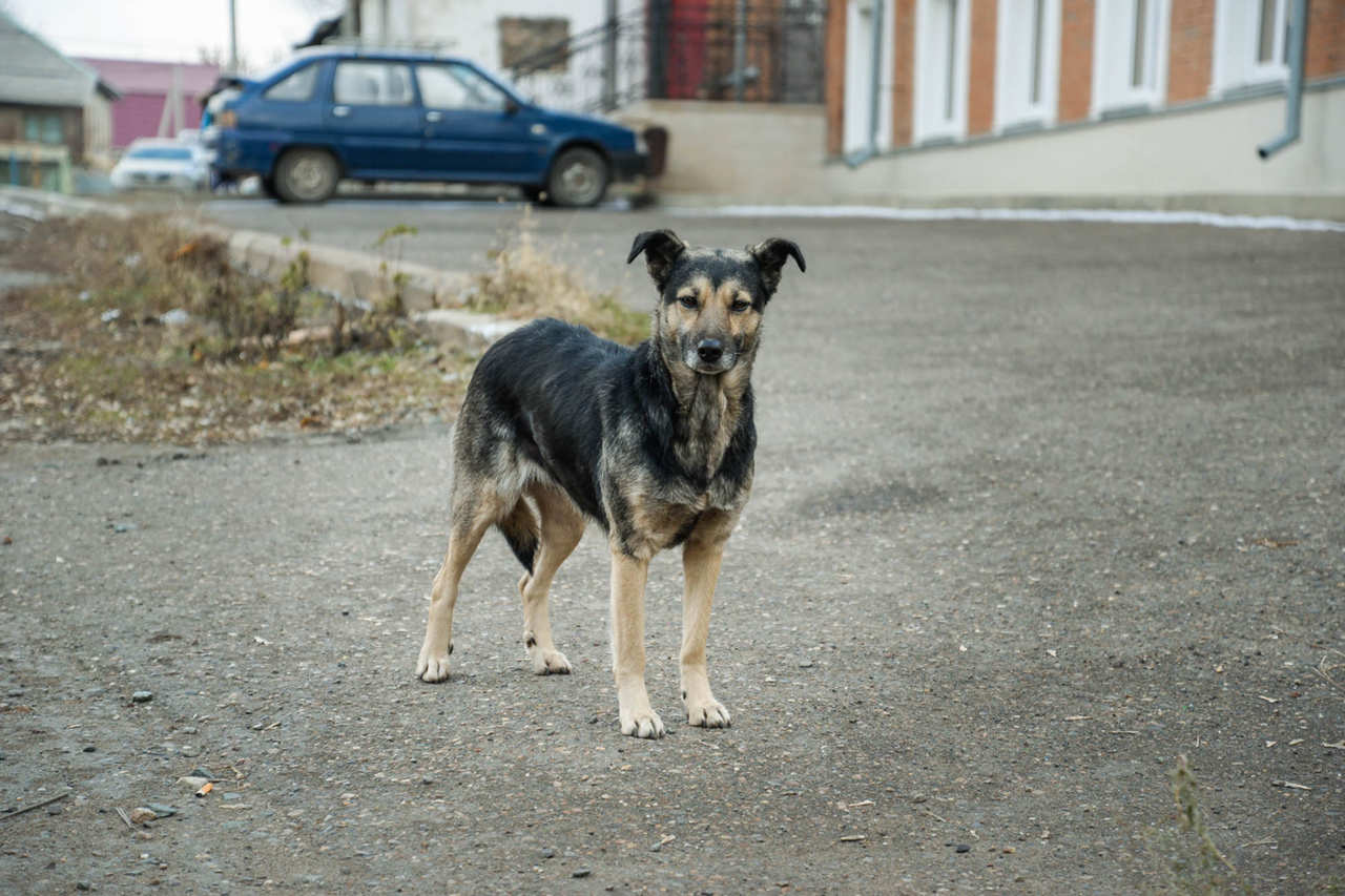 Оренбурженка отсудила у ЖКХ компенсацию за поцарапанный собаками автомобиль