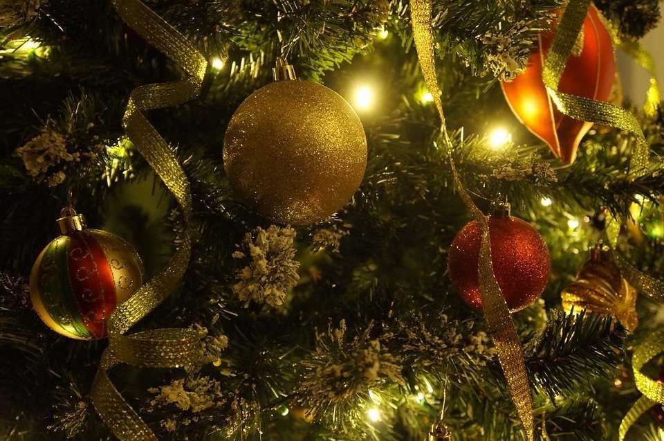Секрет долгожительства новогодней елки