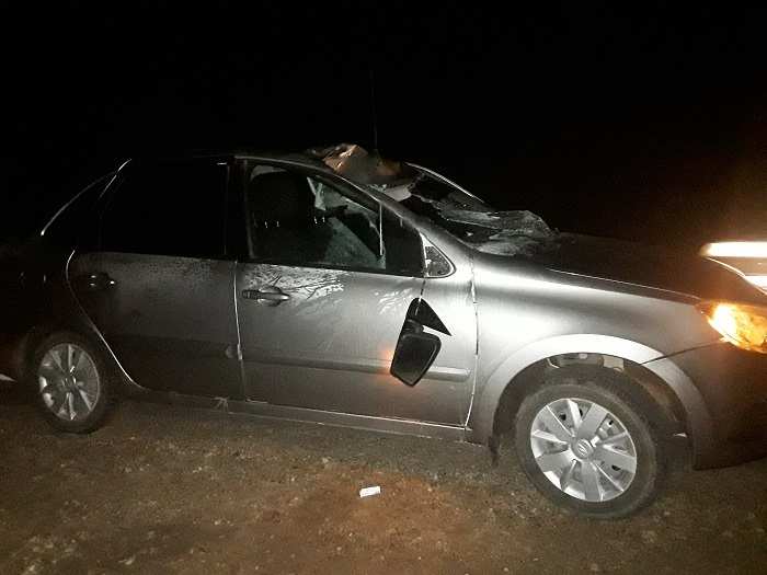 В Сакмарском районе водитель легкового автомобиля сбил лося