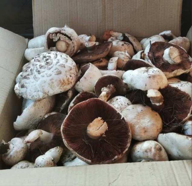 О мерах профилактики отравлений грибами