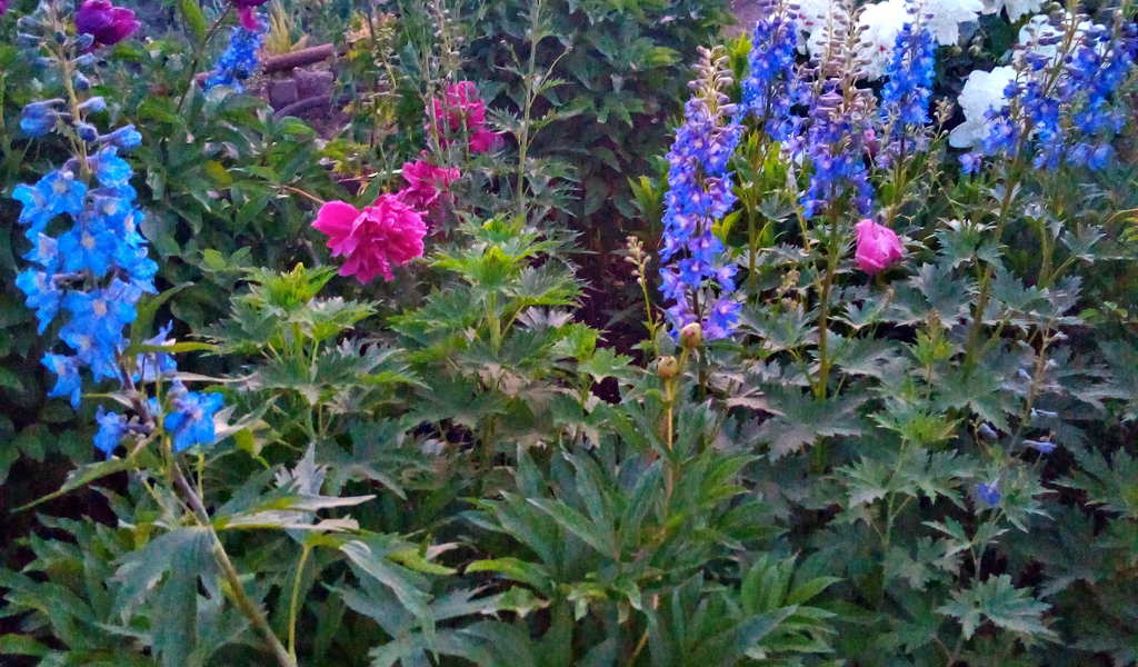 Мой сад [ залито 2022-07-16 в 22:58:40 ]