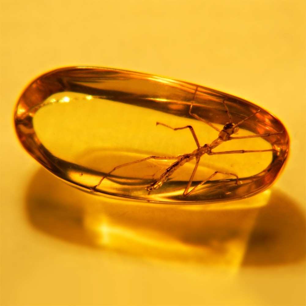 Выставка натуральных янтарных инклюзов «Доисторические насекомые в янтаре»