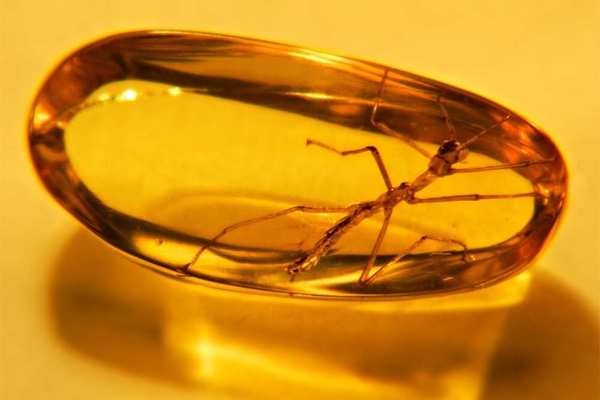 Выставка натуральных янтарных инклюзов «Доисторические насекомые в янтаре»